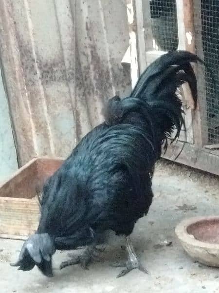 ayam cemani 0