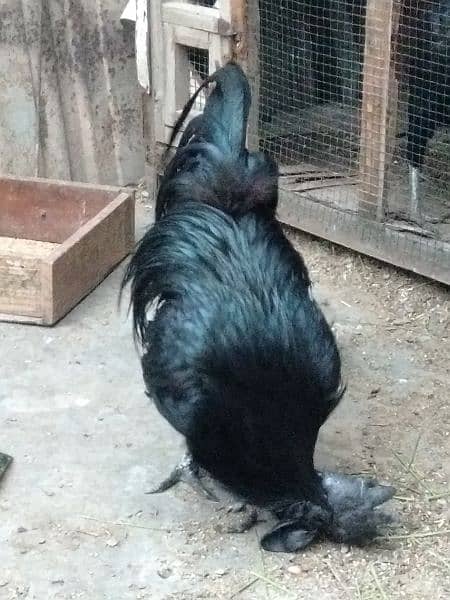 ayam cemani 1