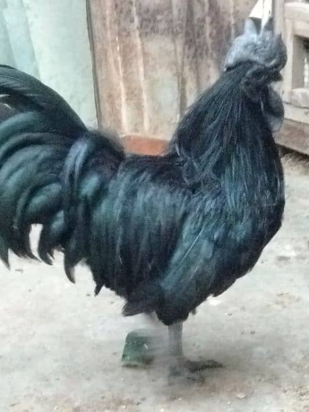 ayam cemani 2