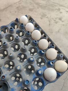 Fresh heera eggs
