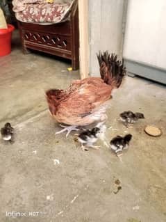 aseel vait and Thai barmi  chicks and mother for sale pr pice