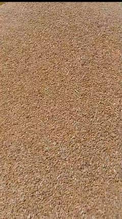 wheat گندم