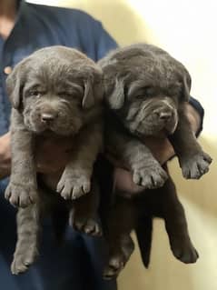 Labrador puppies 100% pure : 03231519383