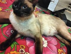 Siamese female cat for sale pure breed cat .