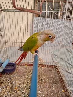 pineapple red belly conure