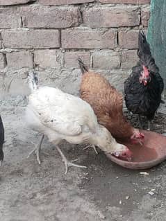 4x Golden misri hens and 1 x Roster female price 1200