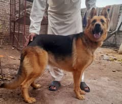 Gsd female heavy bones for sale or exchange male gsd pup pair 0