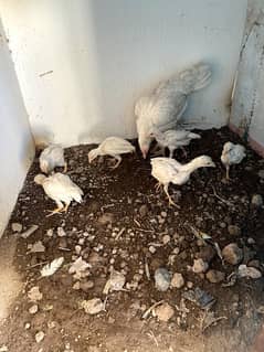 Aseel Heera chicks