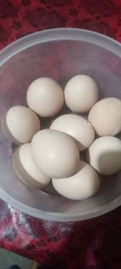 Pure Desi eggs available