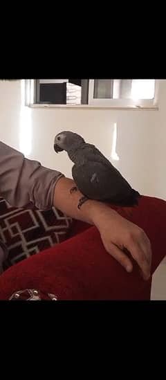 African grey female 3 months with DNA