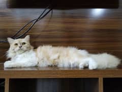 Pure Persian Female Cat 03133987673
