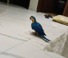 Blue and gold macaw 0