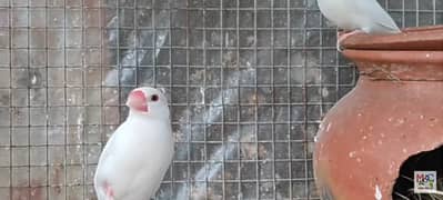 White java chicks 4 month