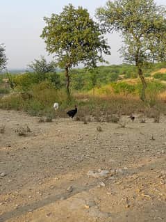 125 Kanal Agriculture Land For Sale In Kallar Kahar