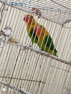 love birds ready for breed male and female both ok
