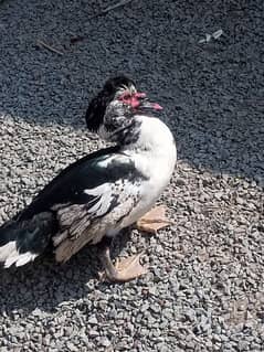 Muscovy duck Magha