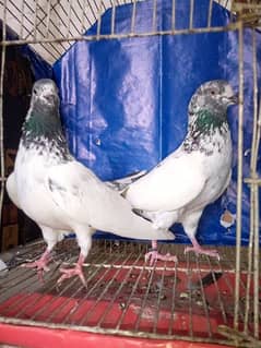 Red eyes pigeon pair for sale