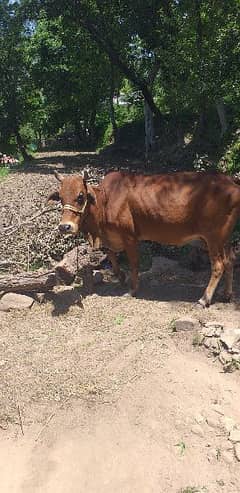 cow for Quarbani