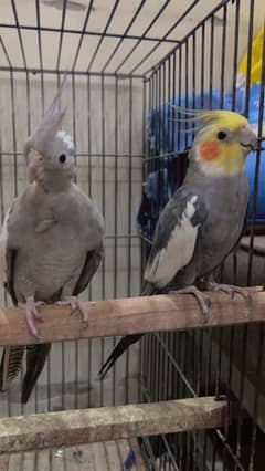 cocktail parrots pair \ hand tamed