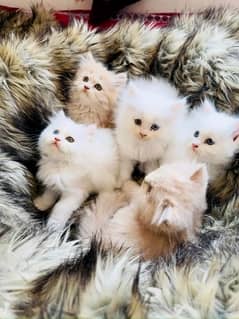 Pure Persian Kittens | Cats | پرشین کٹنز | پرشین کیٹس