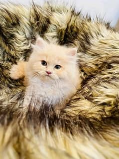 Pure Persian Kittens | Cats & Kittens