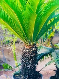 kangi palm tree