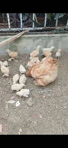 Chicks Golden Heavy Buff