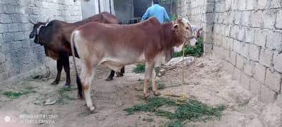 male cow