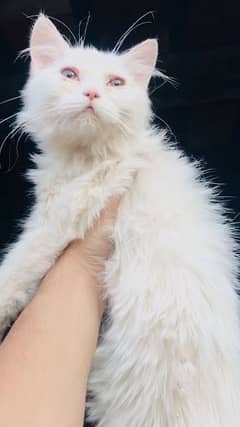 3 month's old Persian kitten { 03207697374 }
