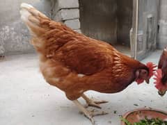 Lohman Brown Egg Laying Hens