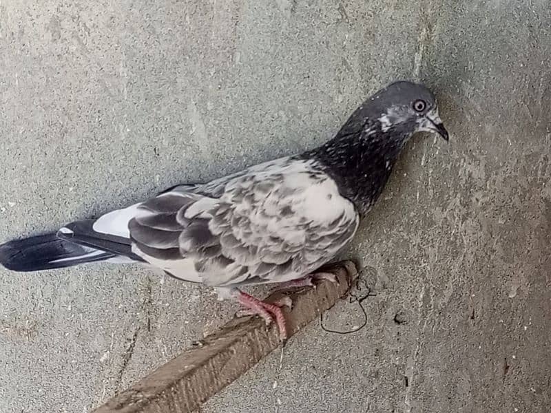 pigeon 9