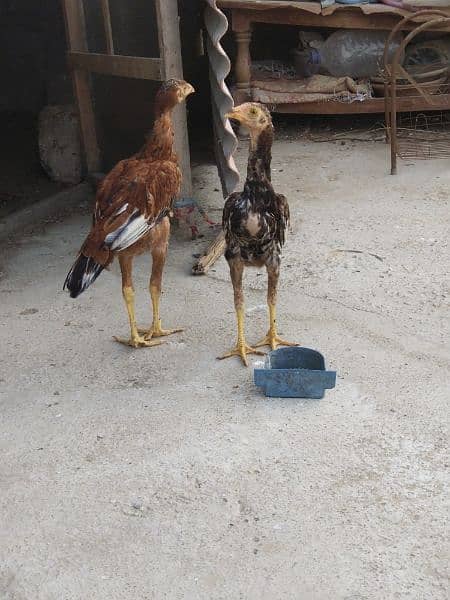 aseel chicks pair age 6months 1