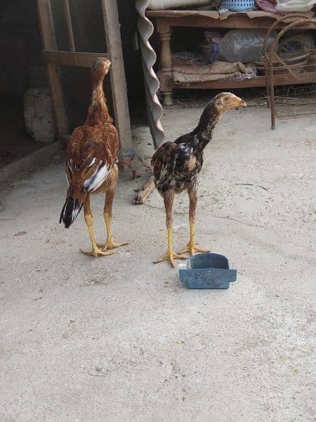 aseel chicks pair age 6months 3