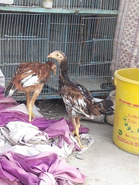 aseel chicks pair age 6months 6