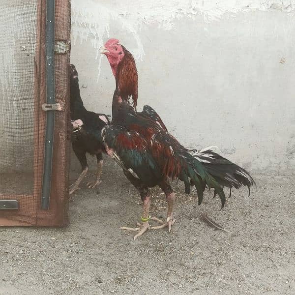 Aseel Thai breed - Hens - 1088246911