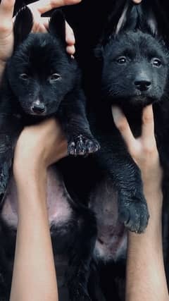 black german shaford puppies for sale ( 03207697374 )