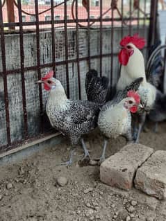 Pure Mesri Breed Chicks Available
