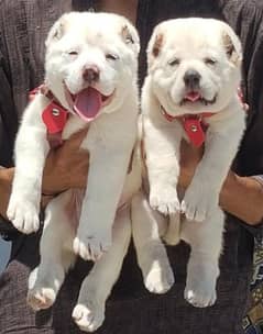 Alabai dog pair age 2 month available for sale