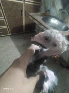 6 pure Aseel chicks for sale High quality per chick 3500