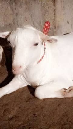 goat for Qurbani