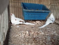 full washed pied dove pair