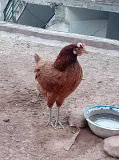 Eggs laying hen for Sale
