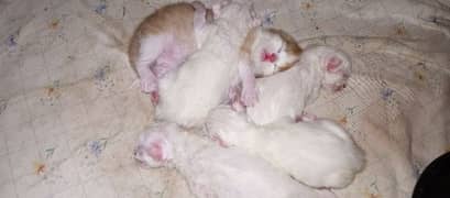 Persian Kittens 2&3Coated White & Brown Ocean Blue Eyes  One Month Old