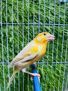 all singing Canary available video mil ja gai