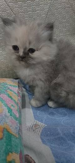 Persian kittens smoke grey