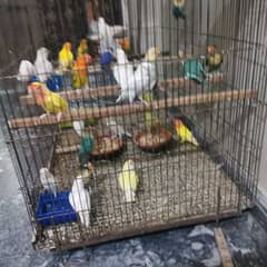 Small Lovebirds set up for sale