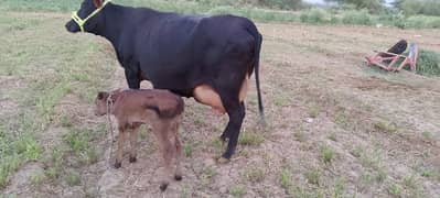 cow For Sale         تازی گائے فار سیل