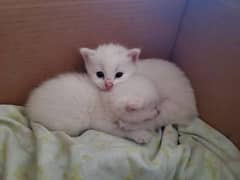 persion triple coat 2 kitten