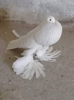 pouter pigeon