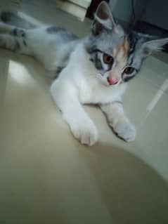 Persian breed kitten available for sell